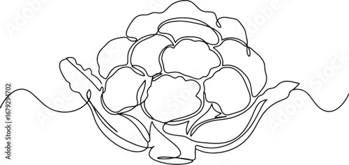 Elegant one-line drawing of cauliflower against white backdrop f