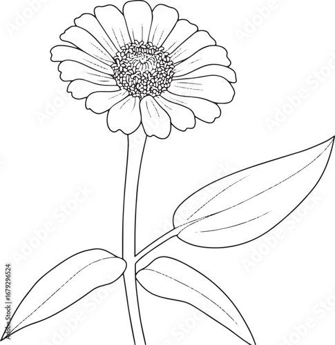 Elegant Zinnia Flower Line Art Illustration on Floral Patterned