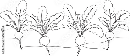 Minimalist line drawing showcasing a row of radishes growing in