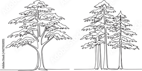 Minimalist single line drawing of cedar trees, capturing nature'