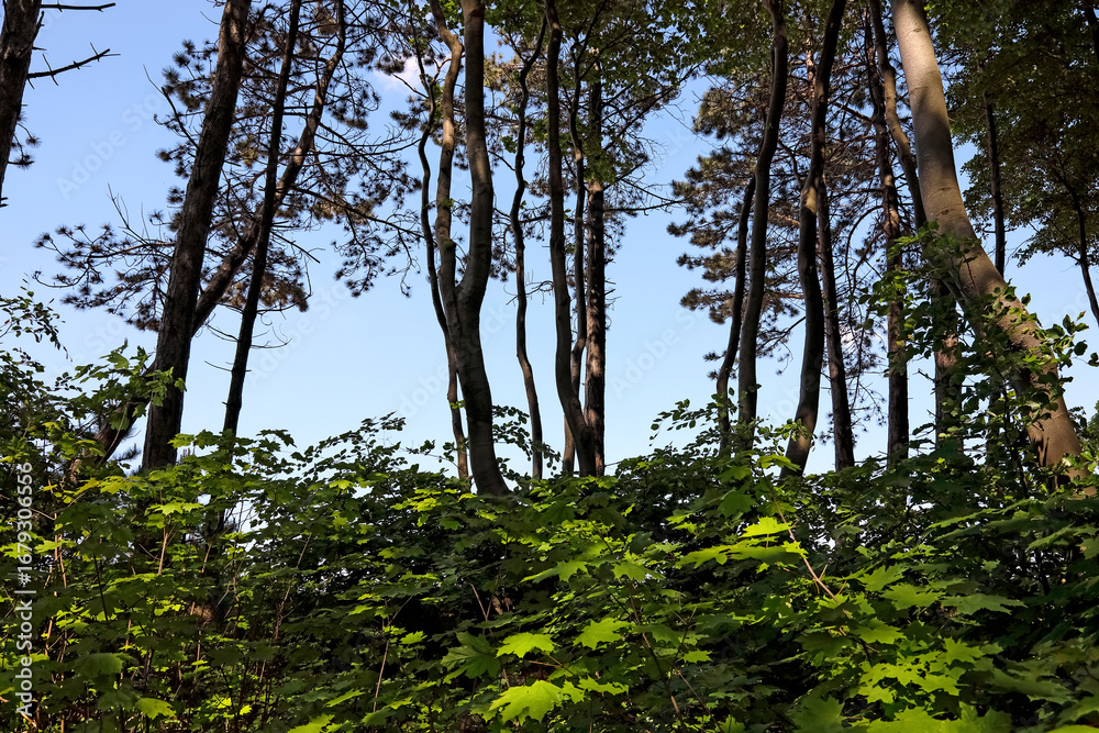 Fototapeta premium The seaside dunes overgrown with trees and other plants along the Baltic Sea are a nature reserve in Ustronie Morskie, Poland