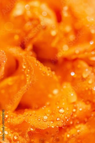 Beautiful orange rose flower petals with water drops close up. Nature concept. Bright floral background.
