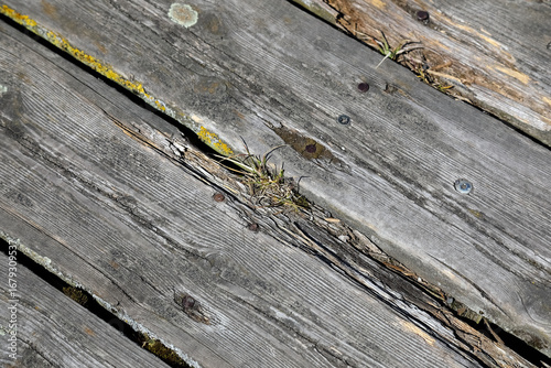 Fotografi A fragment of the wooden pier reveals rotting boards
