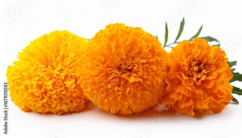 mexican cempasuchil flower isolated on white background