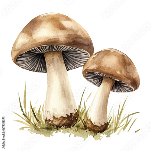 watercolor vector of Forest Mushrooms, isolated on a white background.