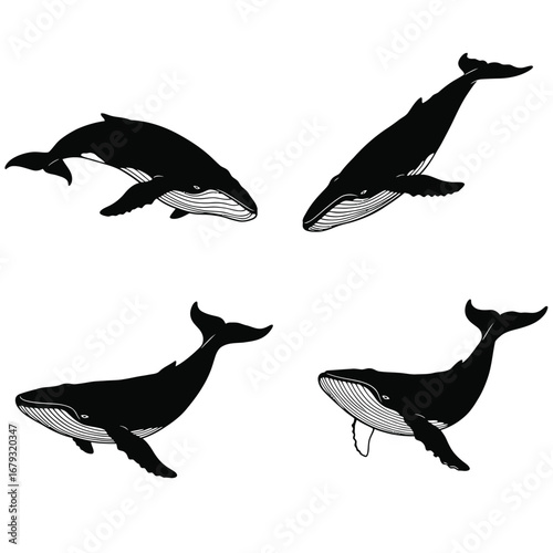 Four black and white illustrations of whales in different swimming positions and angles silhouette