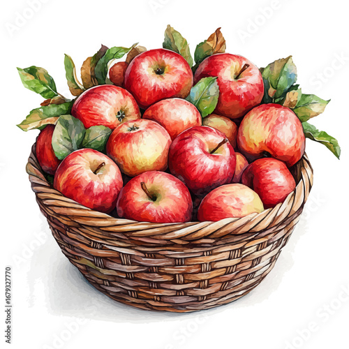 Crisp Apples Autumn Basket, watercolor illustration vector, isolated on a white background.