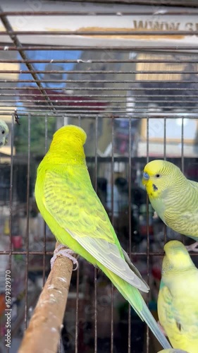 parrot in cage