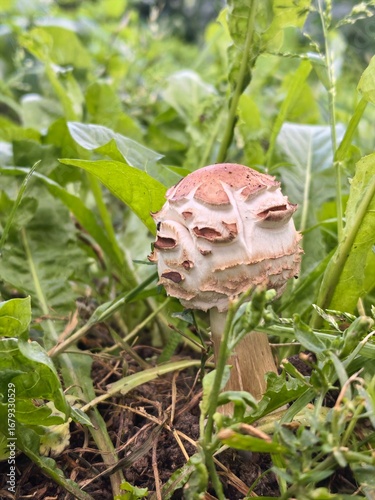 Close-up of a parasol mushroom in a green grassy field with wild plants