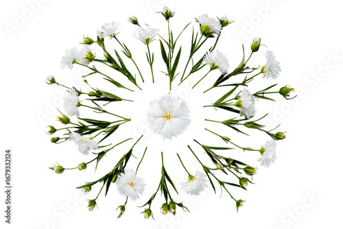 Symmetrical arrangement of white dianthus flowers forming a mandala. Botanical design, nature pattern.