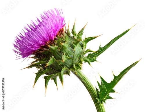 Single Thistle Stem with Leaves, Angled Side View, Isolated