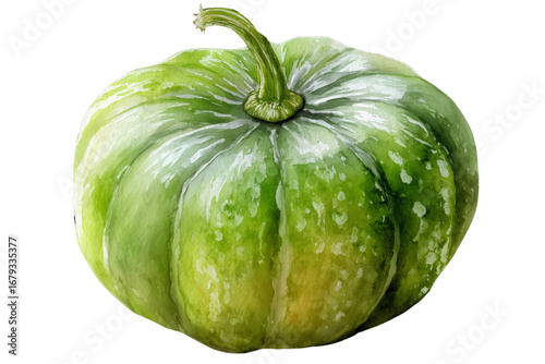 watercolor green cucumber isolated on white background