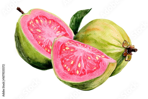 watercolor watermelon isolated on white background