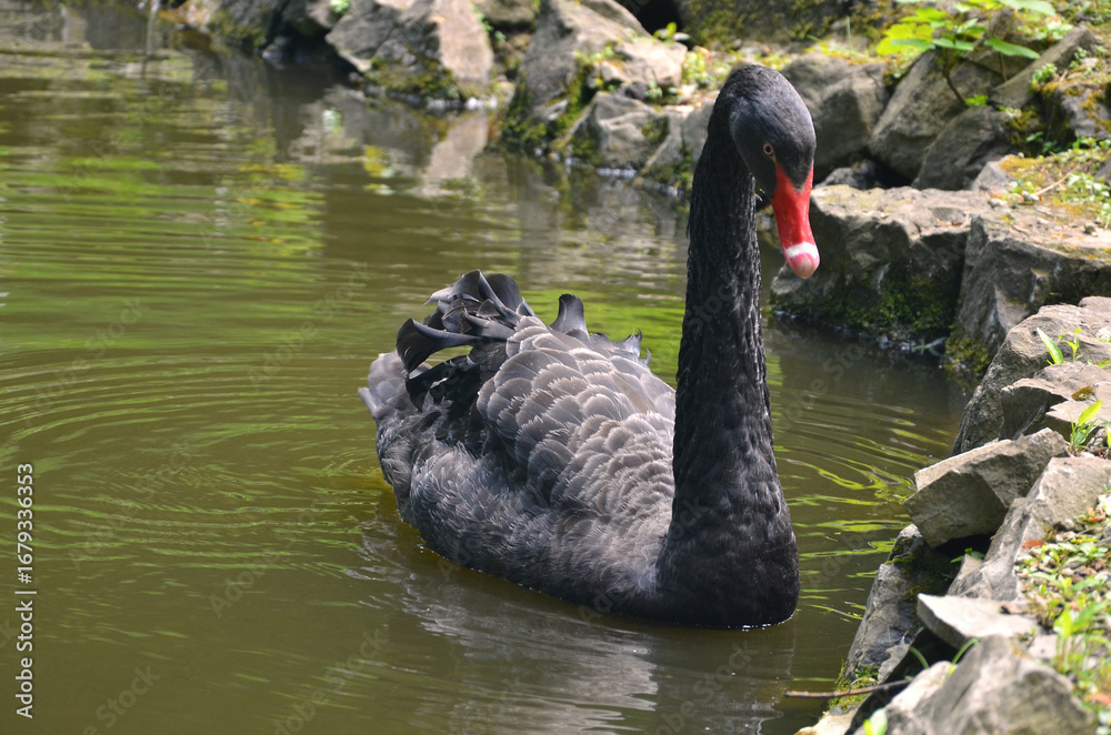 Obraz premium Closeup ' Cygnus Atratus ' black swan wild waterbird peaceffully swimming on the water of the summer pond .Nature, fauna, swans wildlife concept. Free copy space.