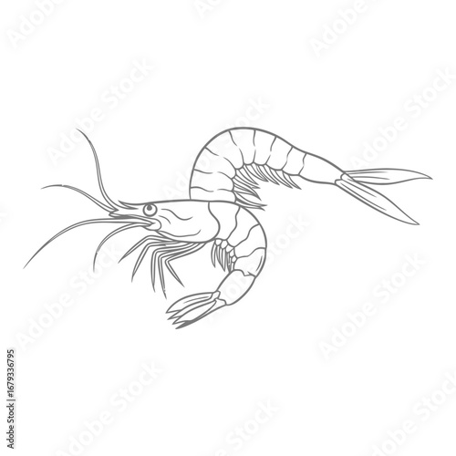 Vector art of shrimp illustration