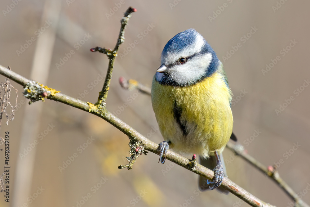 Obraz premium Blue Tit on Branch