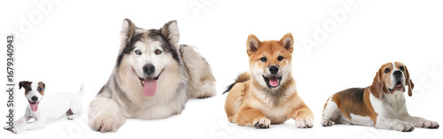 Wallpaper Mural Cute dogs of different breeds isolated on white, collage Torontodigital.ca
