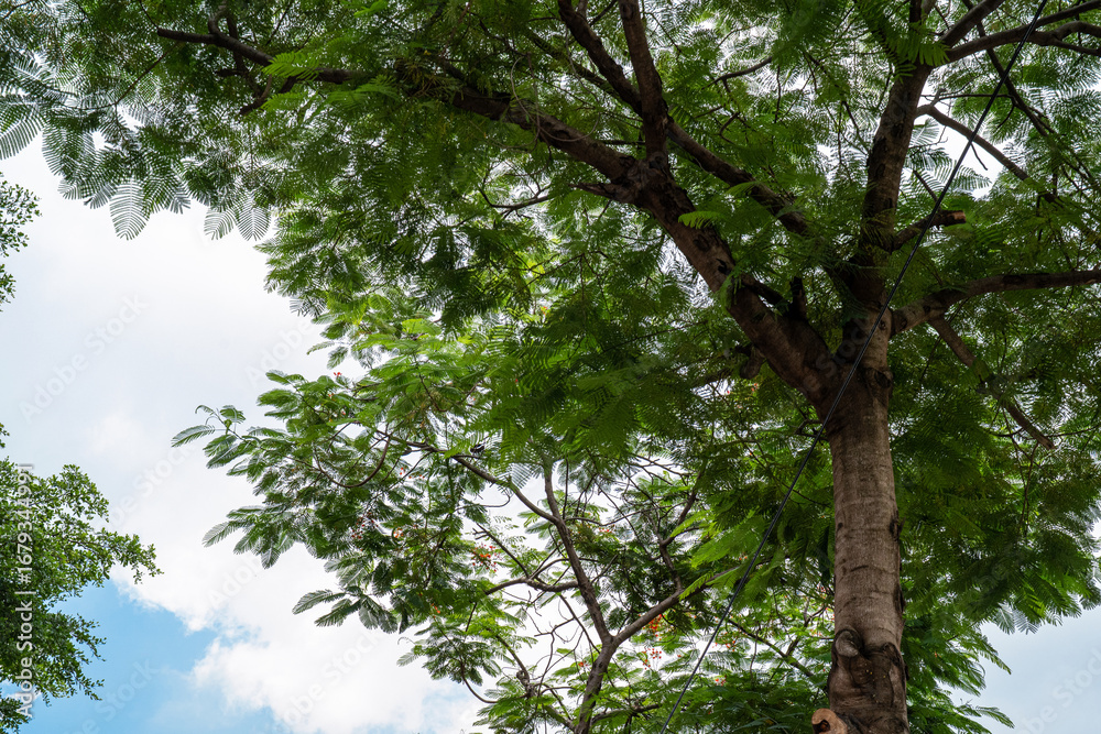 Fototapeta premium A vibrant tree with lush green leaves against a bright blue sky.