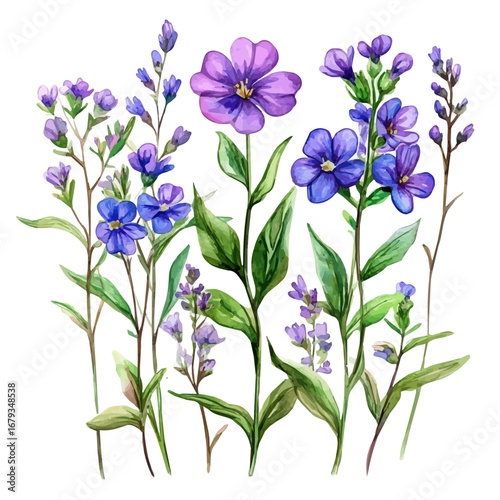Blooming Wildflower Spring Meadow, watercolor painting vector, isolated on a white background.