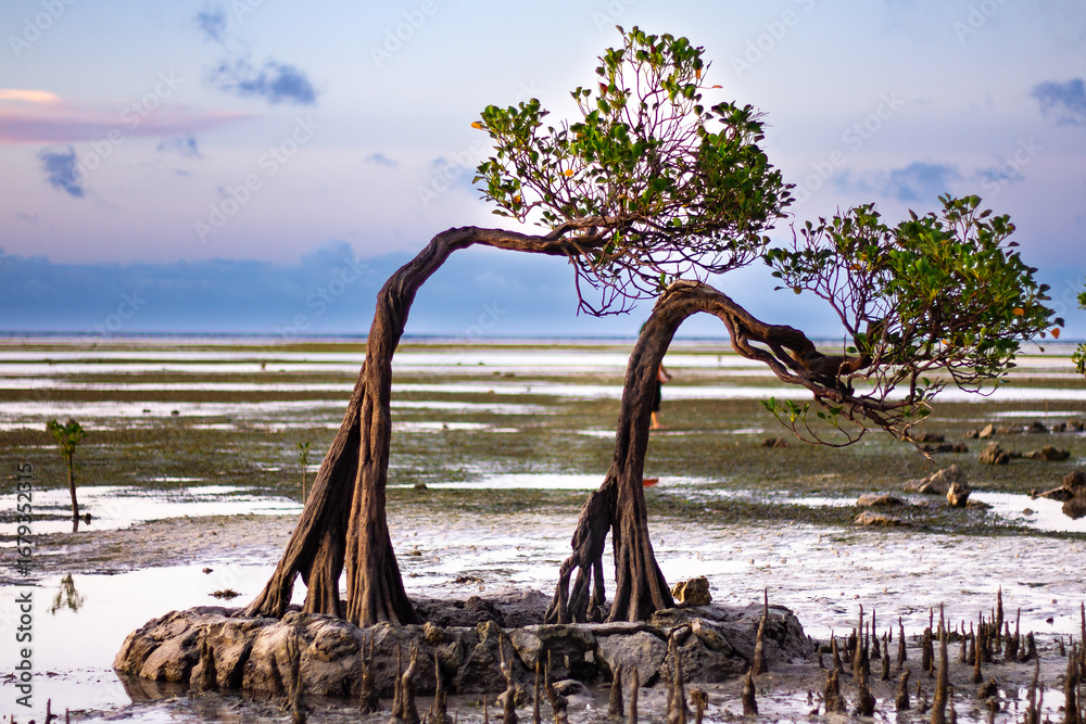 Fototapeta premium The 'Dancing Mangrove' of East Sumba: A uniquely shaped tree that looks like a person dancing
