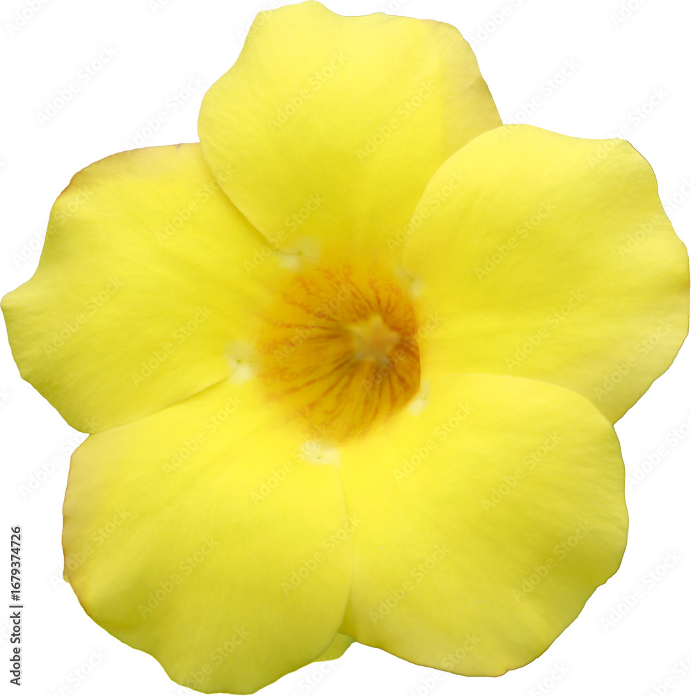 Fototapeta premium beautiful flowers on transparent background