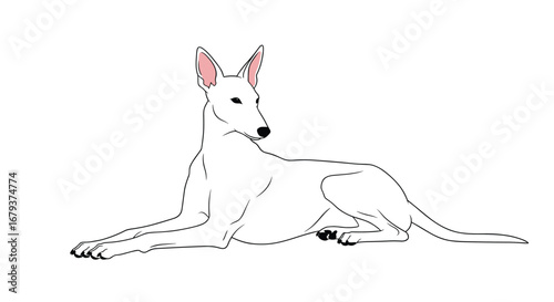 Graceful white canine elegantly resting with alert ears and a poised demeanor