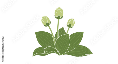 Budding green plant with three flower heads and broad leaves