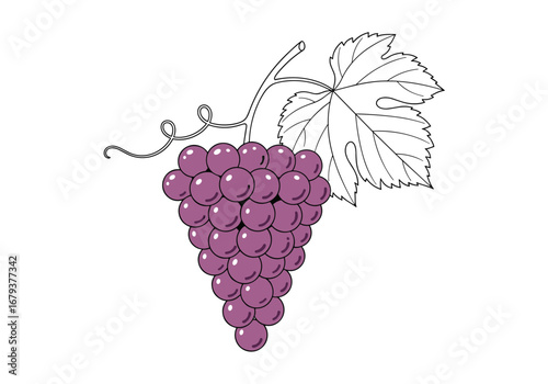 A bunch of ripe purple grapes hanging from a vine with a leaf