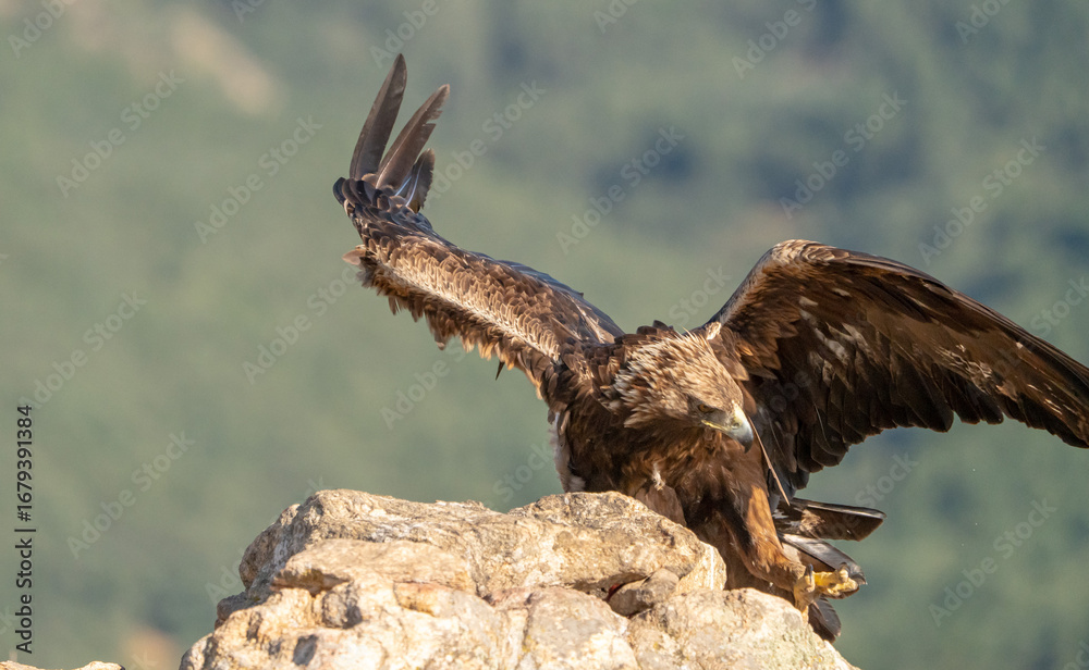 Obraz premium Golden eagle (Aquila chrysaetos) photographed in Spain