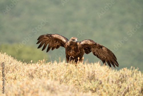 Photography Golden eagle (Aquila chrysaetos) photographed in Spain
