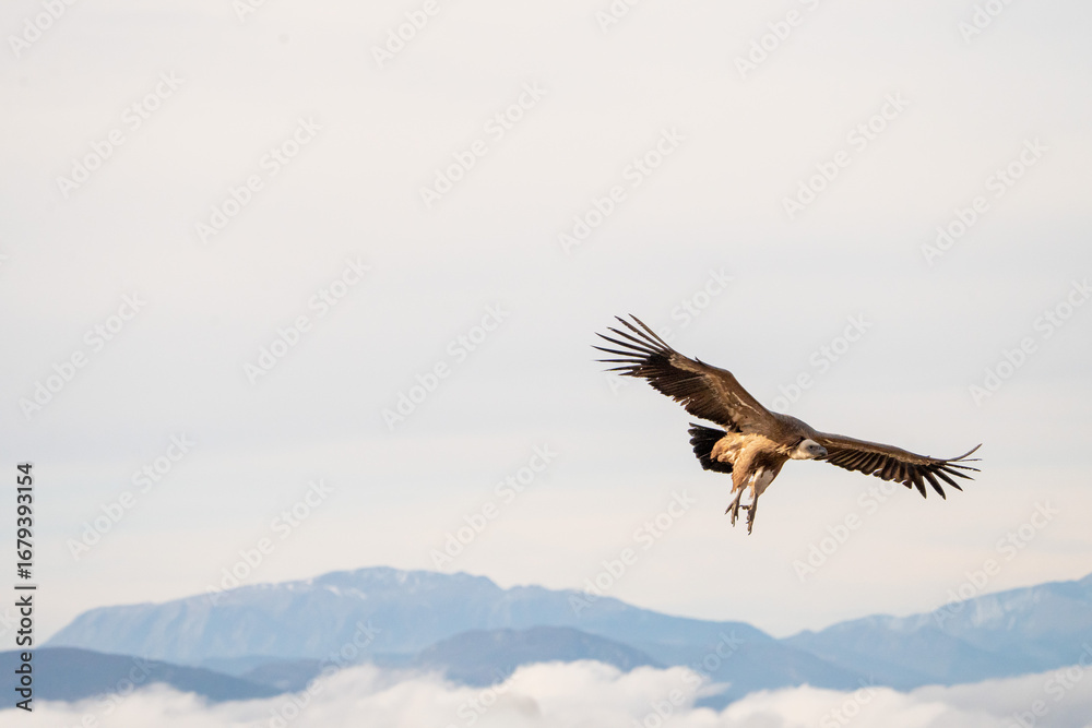 Obraz premium Griffon vulture (Gyps fulvus) photographed in Spain