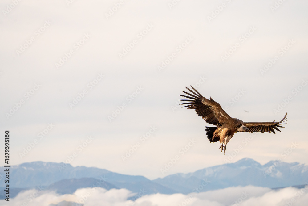 Obraz premium Griffon vulture (Gyps fulvus) photographed in Spain