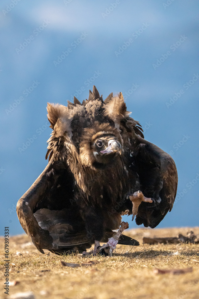 Fototapeta premium Black vulture (Aegypius monachus) photographed in Spain