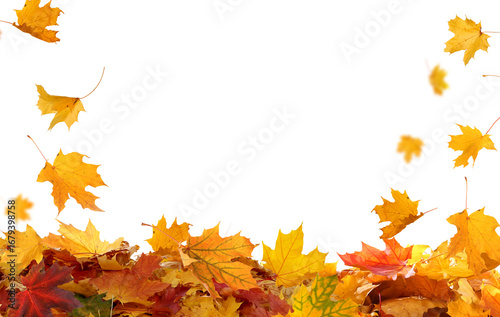 Falling autumn leaves isolated. Beautiful foliage. Vibrant fall colors. Maple leaves cut outs
