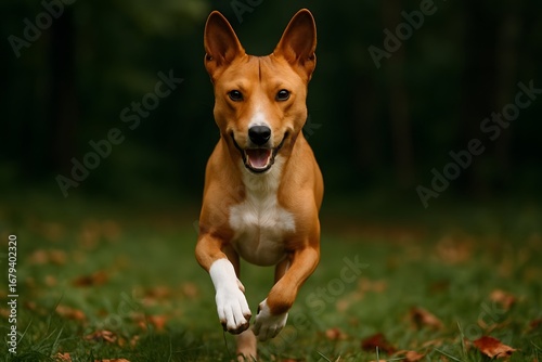 Basenji Dog Running Toward Camera on Grass with Autumn Leaves and Upright Ears in Outdoor Setting