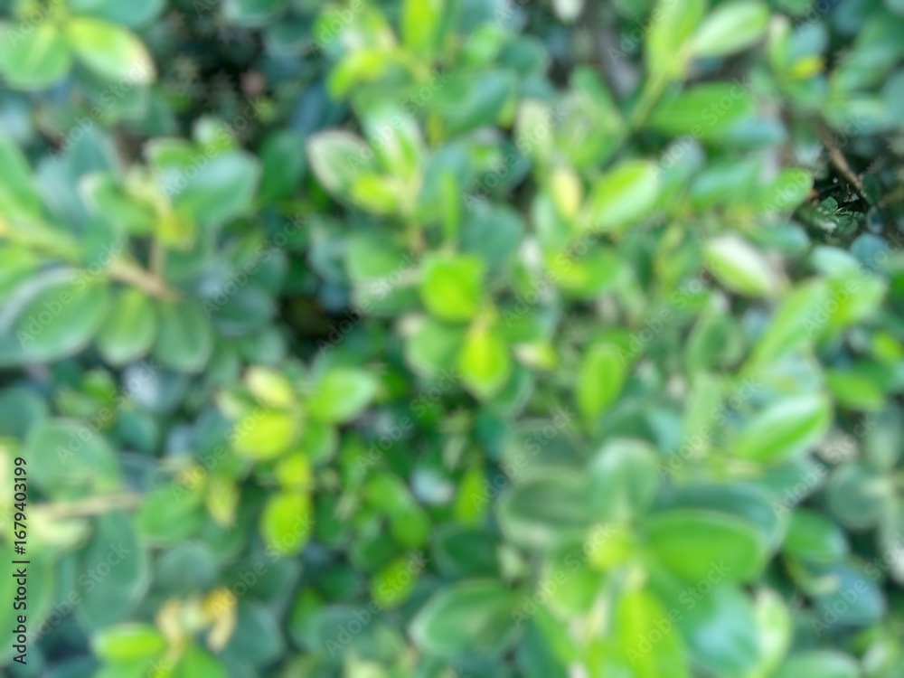 Obraz premium Defocused abstrac background green leafy plant closeup photo.