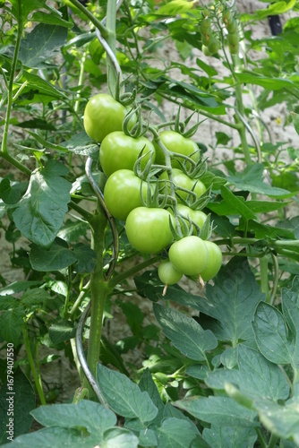 unreife Tomaten
