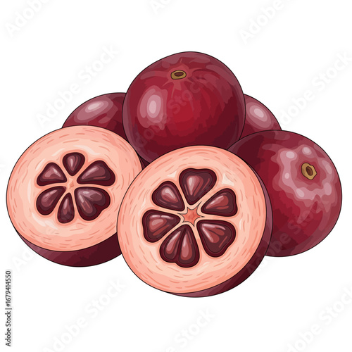 Vibrant Kokum Fruit: A Vector Illustration of Garcinia indica