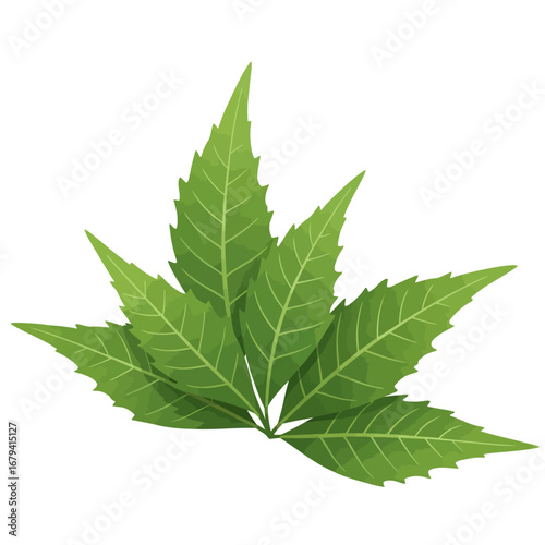 Neem Leaves Medicinal Herb Organic Plant Vector