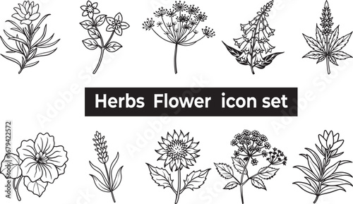 herbs flower icon set