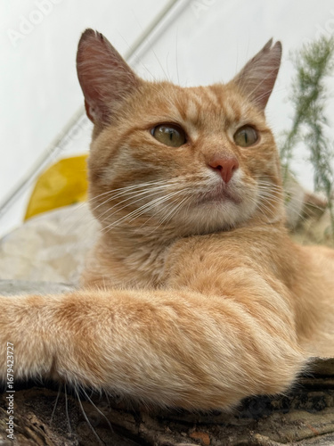 Wallpaper Mural Beautiful portrait of a ginger cat. The pet sits in the backyard, near the cottage, and watches the world around him. A close-up shot of the animal in natural light. Cat emotions and a predator's gaze Torontodigital.ca