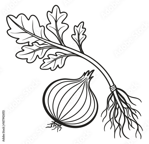 Minimalist outline of an onion bulb with roots