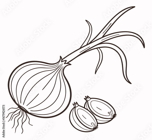 Minimalist outline of an onion bulb with roots isolated on white
