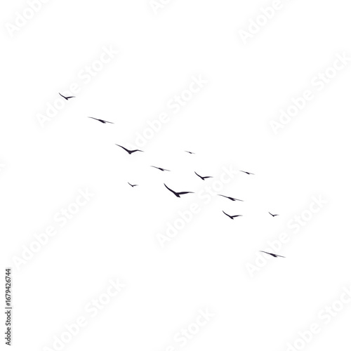 "Vector flock of birds flying, geese silhouettes triangle, postcard invitation greeting card, monochrome illustration design on white background."