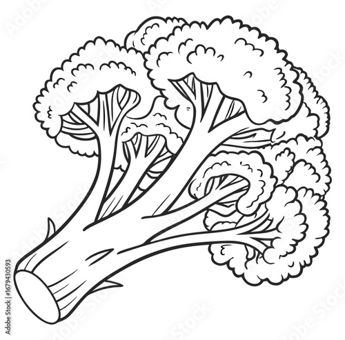 Minimal outline vector of a single broccoli floret