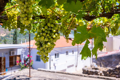 Fresh green grapes growing over a street in Kandanos village in Chania, Crete. Greece. Typical traditional village life.