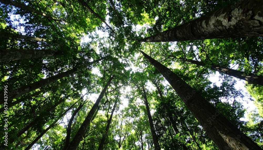 Fototapeta premium Majestic Forest Canopy A View from Below