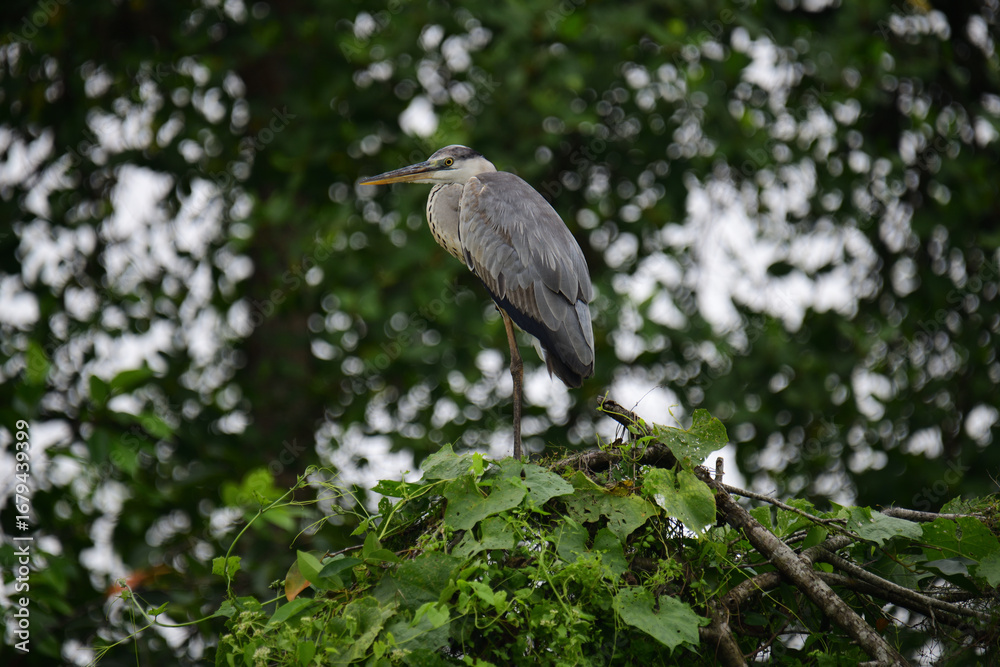 Fototapeta premium A beautiful grey heron with a long orange beak stands perched on a branch, its feathers a soft blend of grey and blue. The background is a bokeh of green and white.