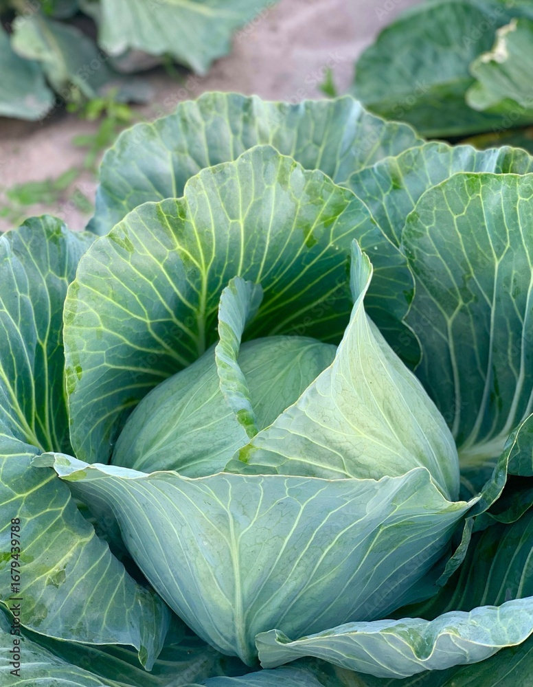 Fototapeta premium Harvest organic cabbage