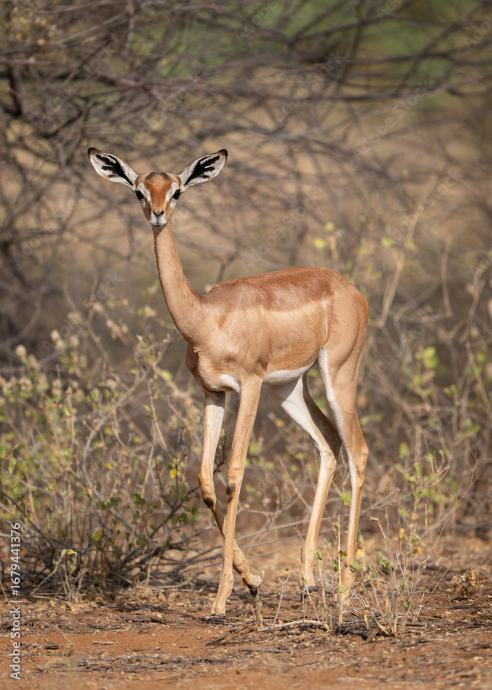 Naklejka premium Gerenuk standing in front of brush at Samburu National Reserve in Kenya
